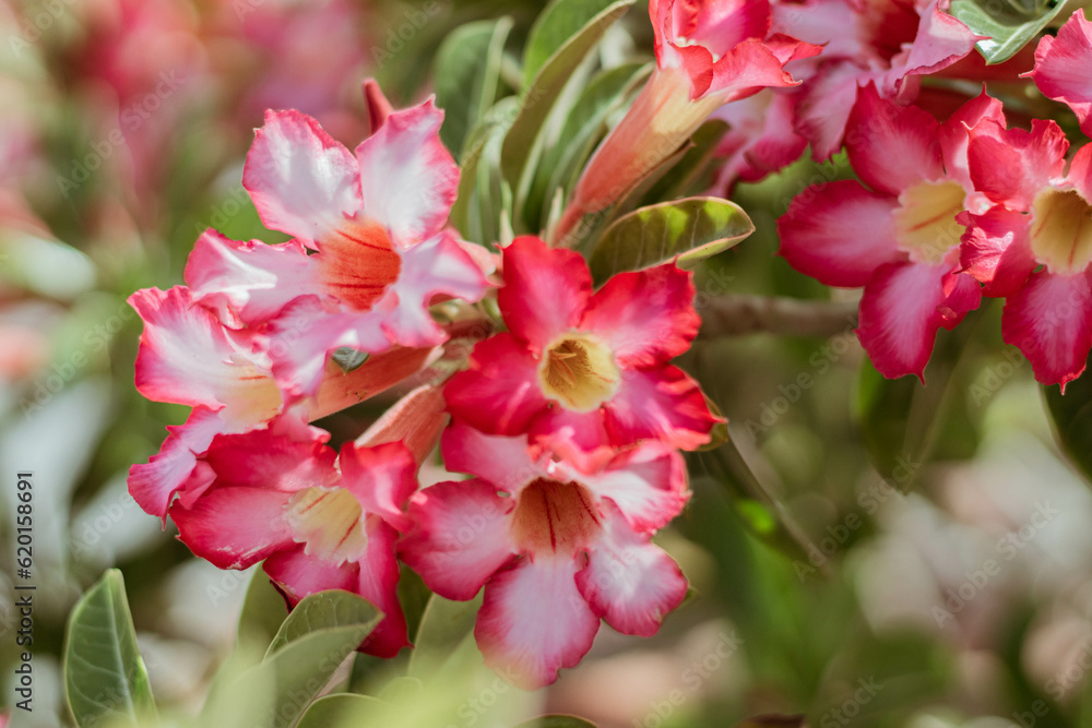 Fototapeta premium ornamental plants in the city