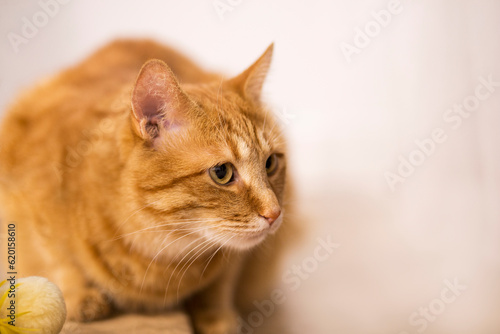Fototapeta Naklejka Na Ścianę i Meble -  Ginger cat sitting on the wooden floor in a white room. The fat red cat is resting. Sweet fluffy kitten at home. A large red cat lies beautifully on the floor in the interior of a modern apartment.