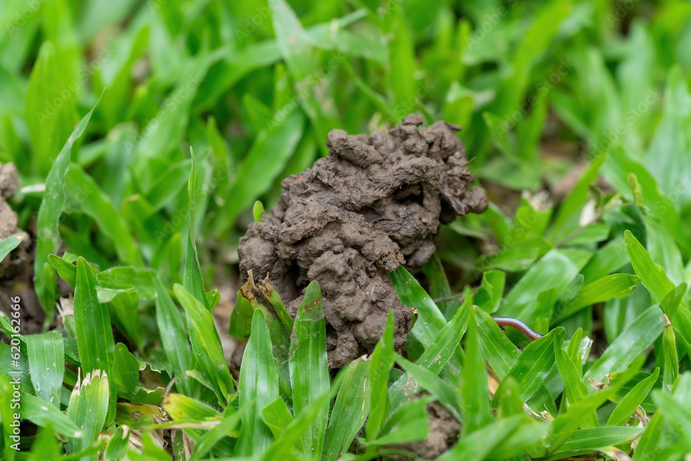 The grassy ground with many earth worms' feces shows that the ground there is rich., Feces of earthworms in a green lawn. The grassy ground with many earth worms' feces shows that the ground there is rich., Feces of earthworms in a green lawn.
