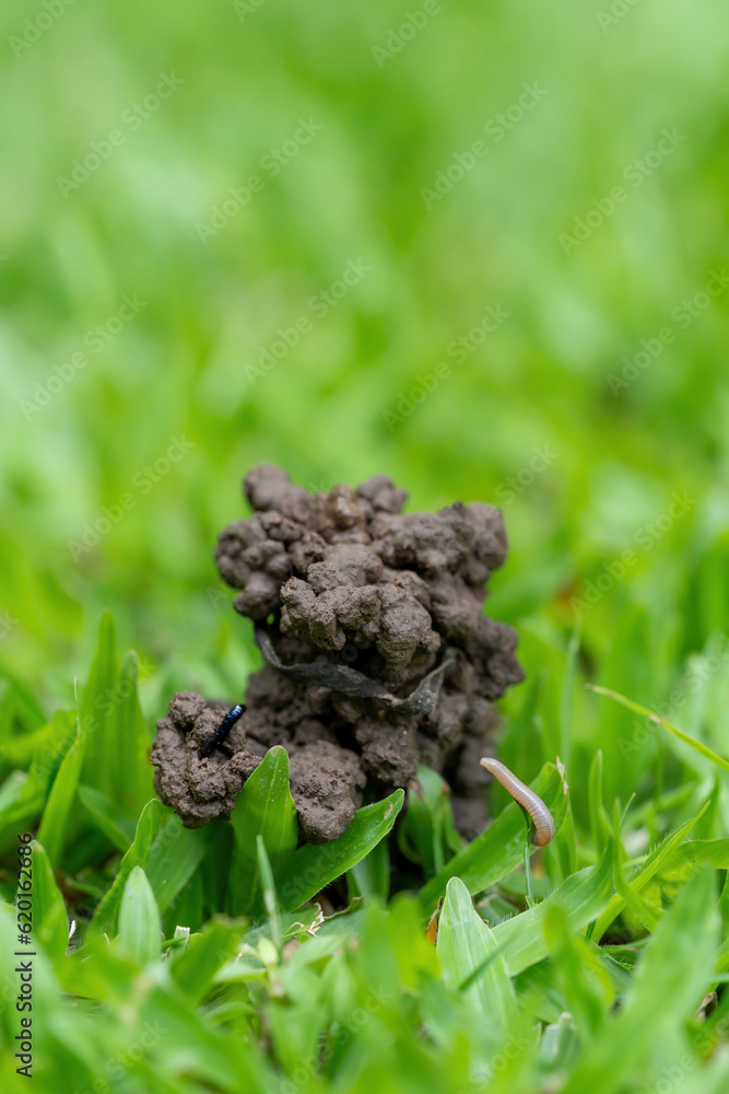 The grassy ground with many earth worms' feces shows that the ground there is rich., Feces of earthworms in a green lawn. The grassy ground with many earth worms' feces shows that the ground there is rich., Feces of earthworms in a green lawn.
