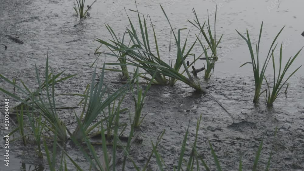 Drying swamp with sunken plants after heavy rain. Dirt and waterlogged vegetation in daytime concept. View of ground and bad weather consequences Drying swamp with sunken plants after heavy rain. Dirt and waterlogged vegetation in daytime concept. View of ground and bad weather consequences