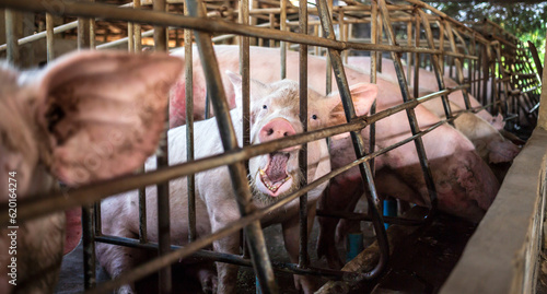 Fotografia Close-up of Pig in stable, Pig Breeding farm in swine business in tidy and  indo