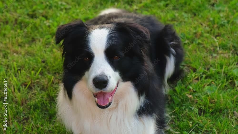 Dog walking. Pet activity. Cute dog border collie lying down on grass in park. Puppy dog with funny face walking in sunny summer day outdoor. Happy funny emotional dog Dog walking. Pet activity. Cute dog border collie lying down on grass in park. Puppy dog with funny face walking in sunny summer day outdoor. Happy funny emotional dog