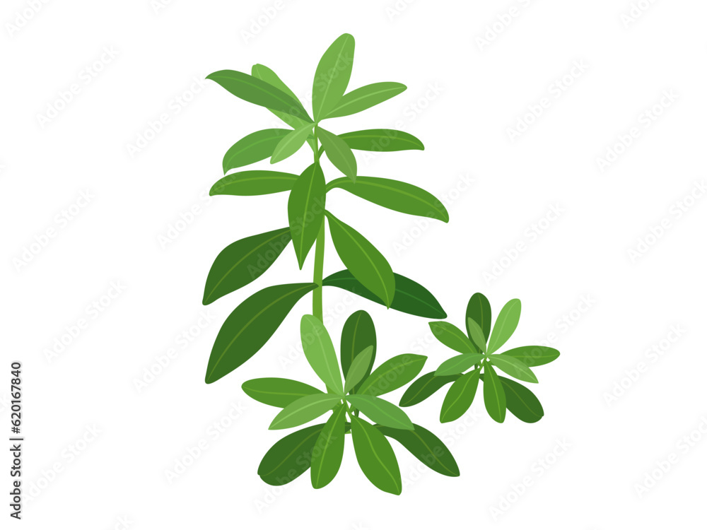 Talinum paniculatum Gaertn on a white background. Talinum paniculatum Gaertn on a white background.