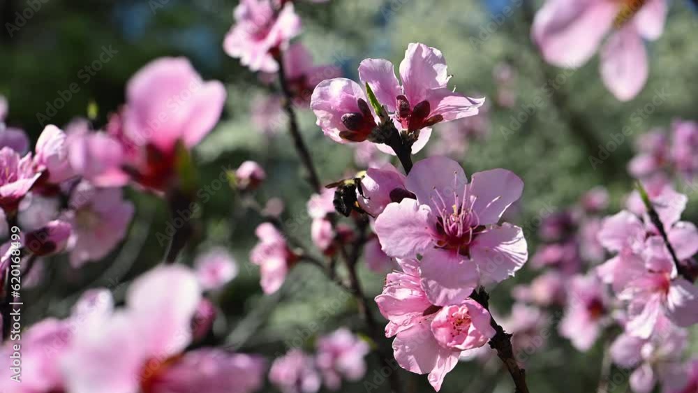 Bumblebee on peach flowers in early spring Bumblebee on peach flowers in early spring