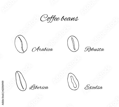 Hand-drawn 4 types of coffee beans. Arabica, Robusta, Excelsa and Liberica.