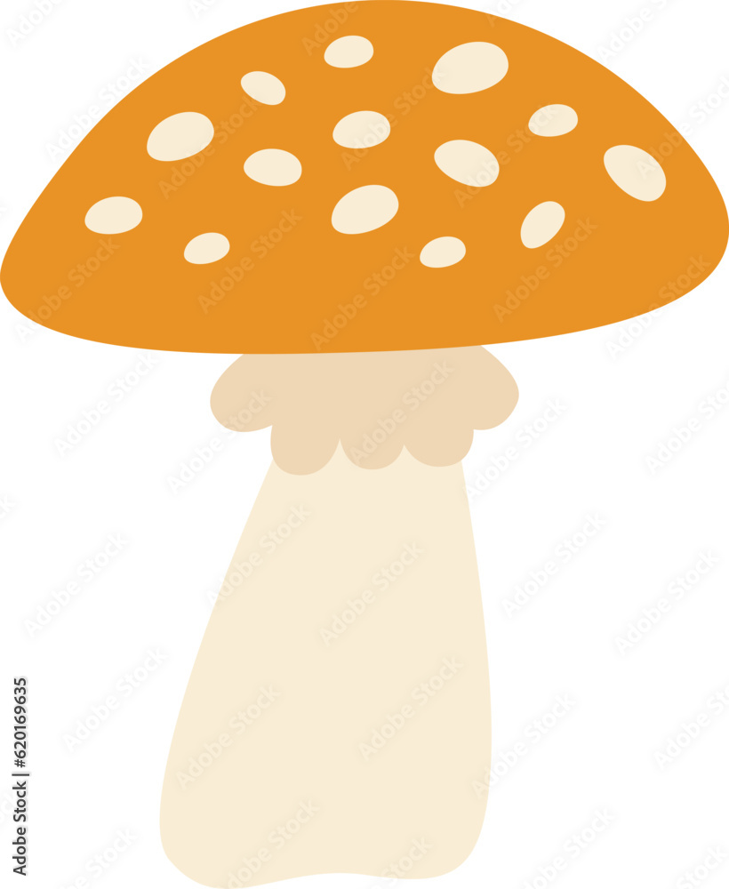 Destroying Angel Mushroom Destroying Angel Mushroom