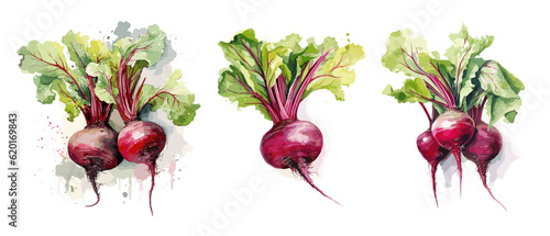 Beetroot, watercolor painting style illustration. Vector set.