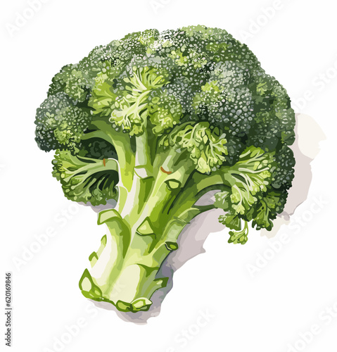 Broccoli, watercolor painting style illustration