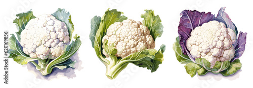 Cauliflower, watercolor painting style illustration. Vector set.