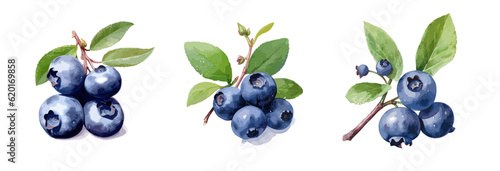 Blueberry, watercolor painting style illustration. Vector set.