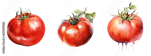 Tomato, watercolor painting style illustration. Vector set.