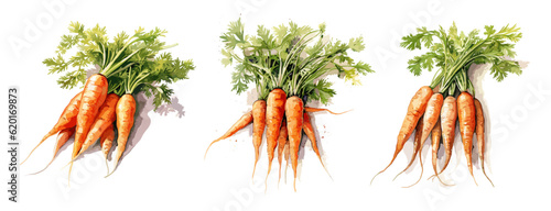 A bunch of carrots, watercolor painting style illustration. Vector set.
