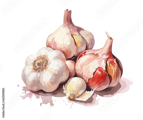Garlic, watercolor painting style illustration