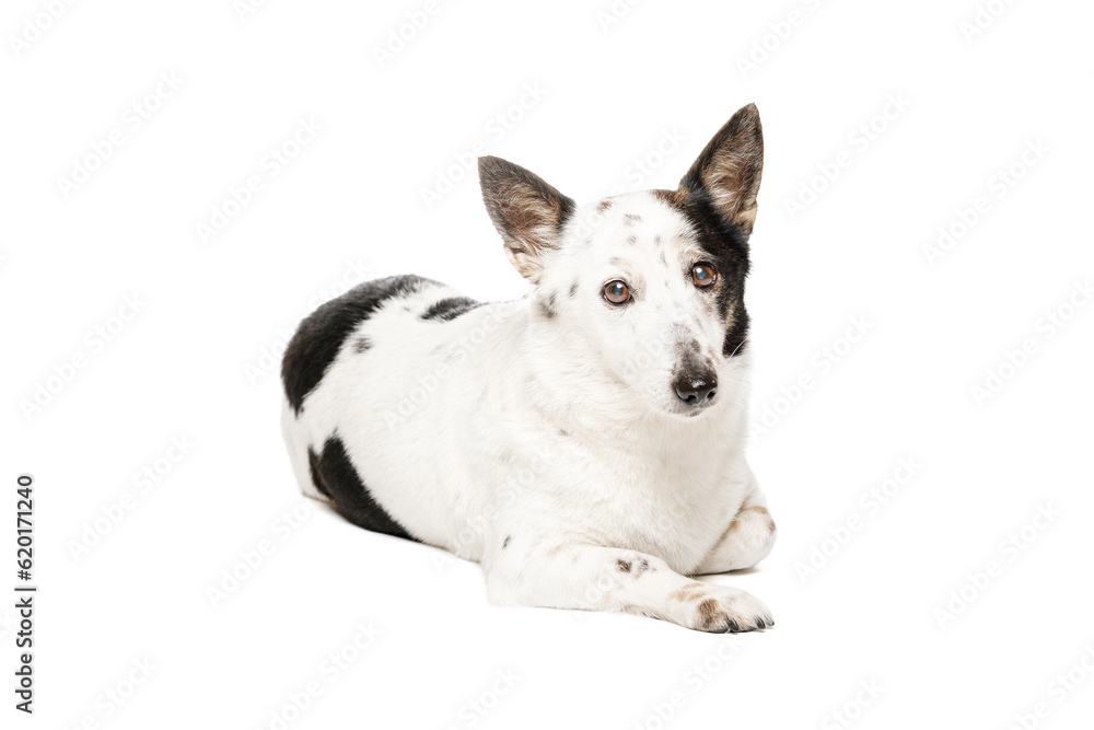 Cute black and white mongrel dog is lying, looking at the camera, on white background.