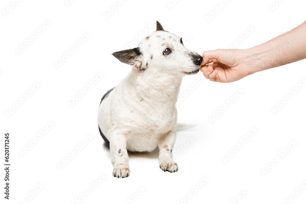 Cute black and white mongrel dog is eating kibble from owner's hand, on white background.