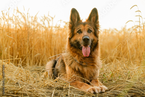 German Shepherd dog is lying in front of a wheat field at sunset.