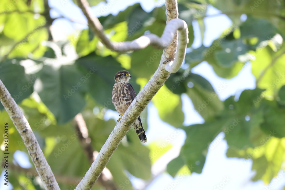 The merlin (Falco columbarius columbarius) is a small species of falcon from the Northern Hemisphere The merlin (Falco columbarius columbarius) is a small species of falcon from the Northern Hemisphere