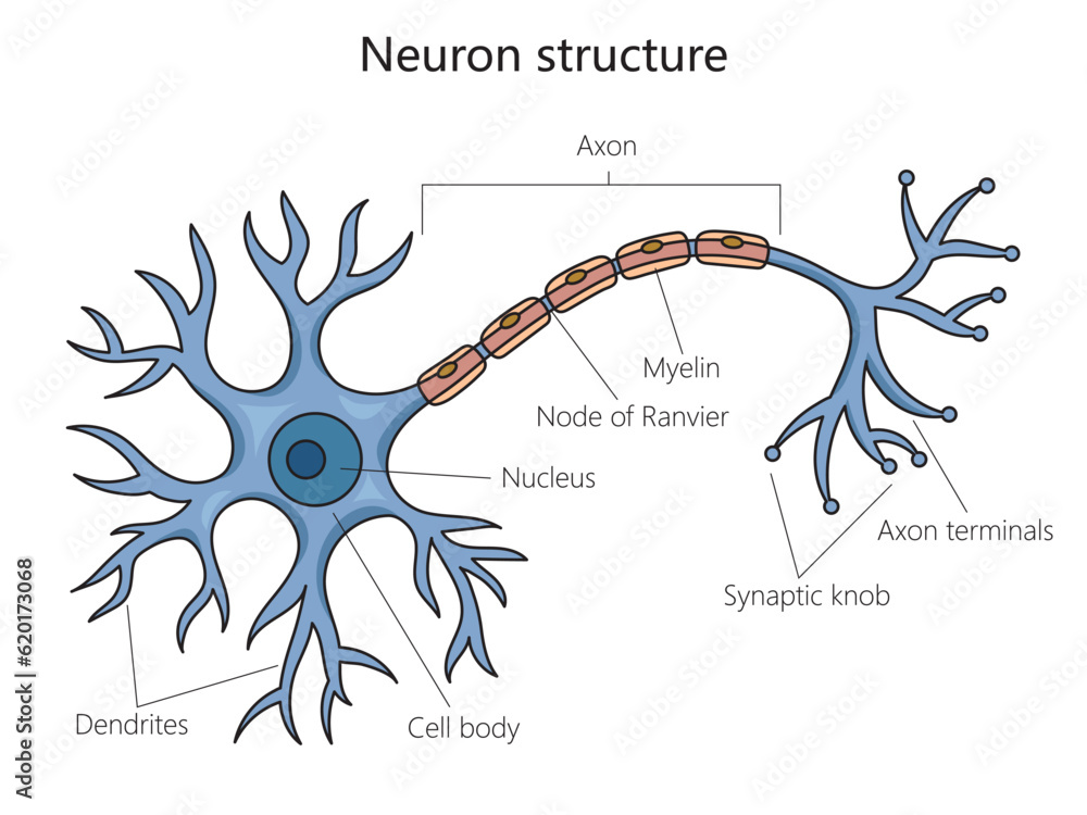Neuron Structure Brain Cell Diagram Schematic Vector Illustration 