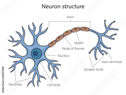 Neuron structure brain cell diagram schematic vector illustration. Medical science educational illustration