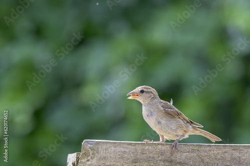 Cría de pájaro gorrión comiendo una semilla de trigo.