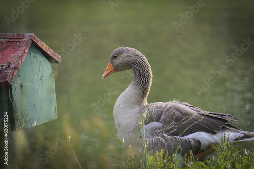 OCA, Ganso, de perfil. 