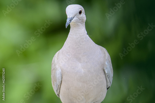 primer plano de paloma