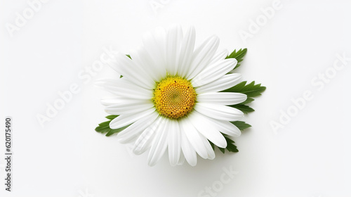 Elegant beautiful white daisy flower isolated in white background. 