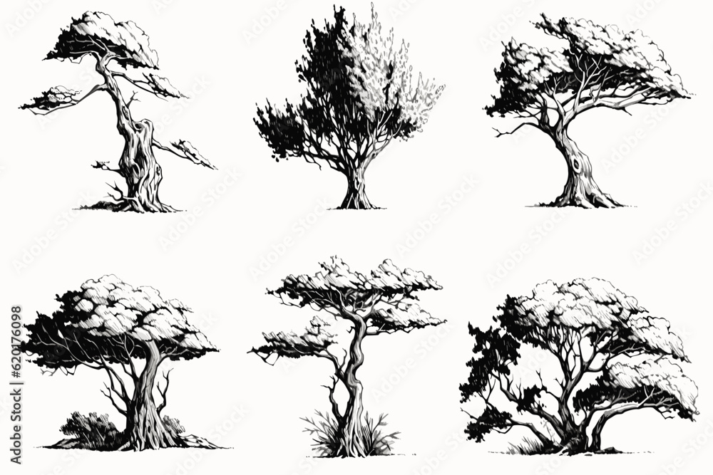 Fototapeta set of trees vector