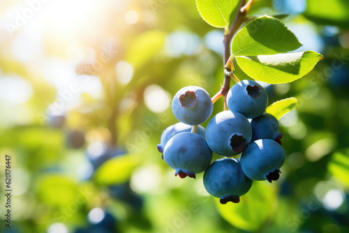 fruits in orchard on background