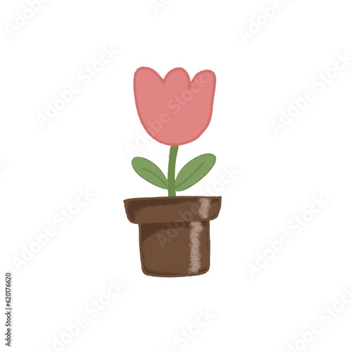 pink tulips in a basket