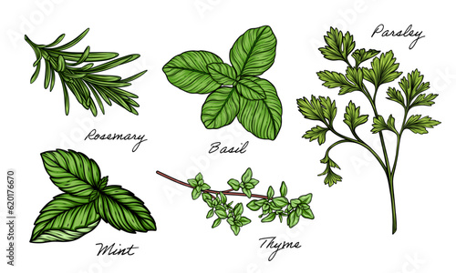 Herbs set of mint, rosemary, basil, thyme, parsley vector hand drawn color illustration