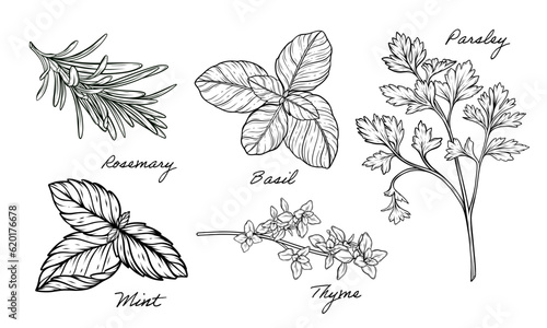 Herbs set of mint, rosemary, basil, thyme, parsley vector hand drawn line art illustration