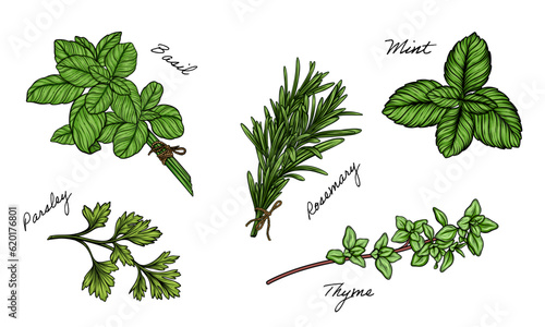 Herbs set of mint, rosemary, basil, thyme, parsley vector hand drawn color illustration