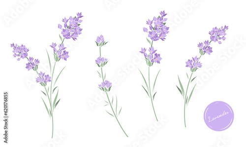 Set of lavender flowers hand drawn vector line art illustration