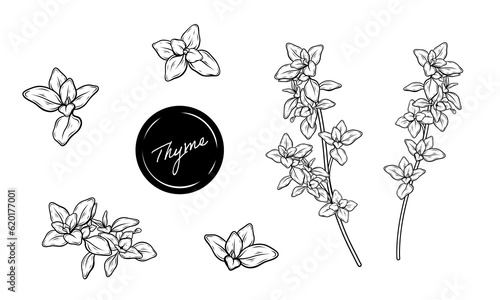 Thyme herb illustration set of leaves branches hand drawn vector line art