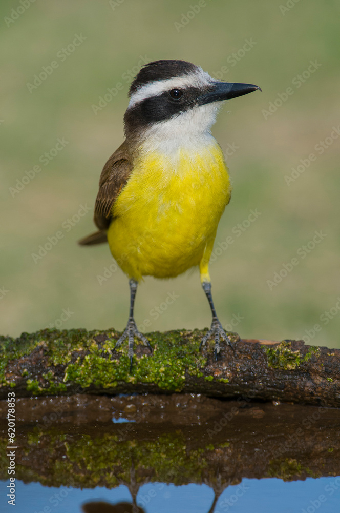 Obraz premium Great Kiskadee, Pitangus sulphuratus, Calden forest, La Pampa, Argentina