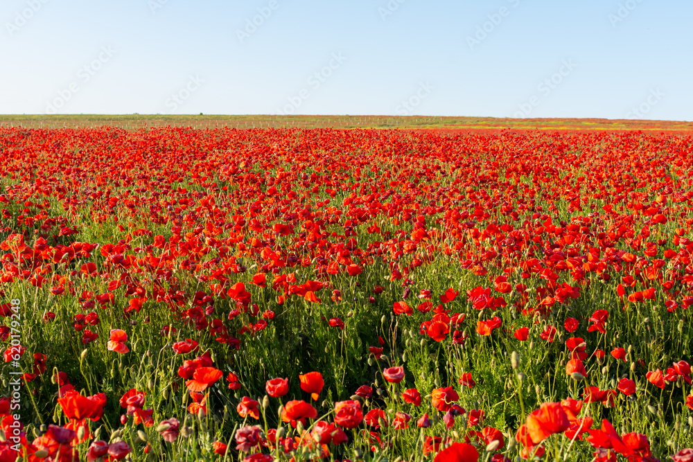 A large field of beautiful red poppy flowers