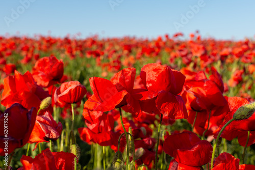A field of red poppies bloomed at the end of May