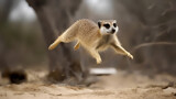 Witness the extraordinary agility of a meerkat in motion, captured from a high-angle perspective as it leaps or runs with incredible speed and precision. 