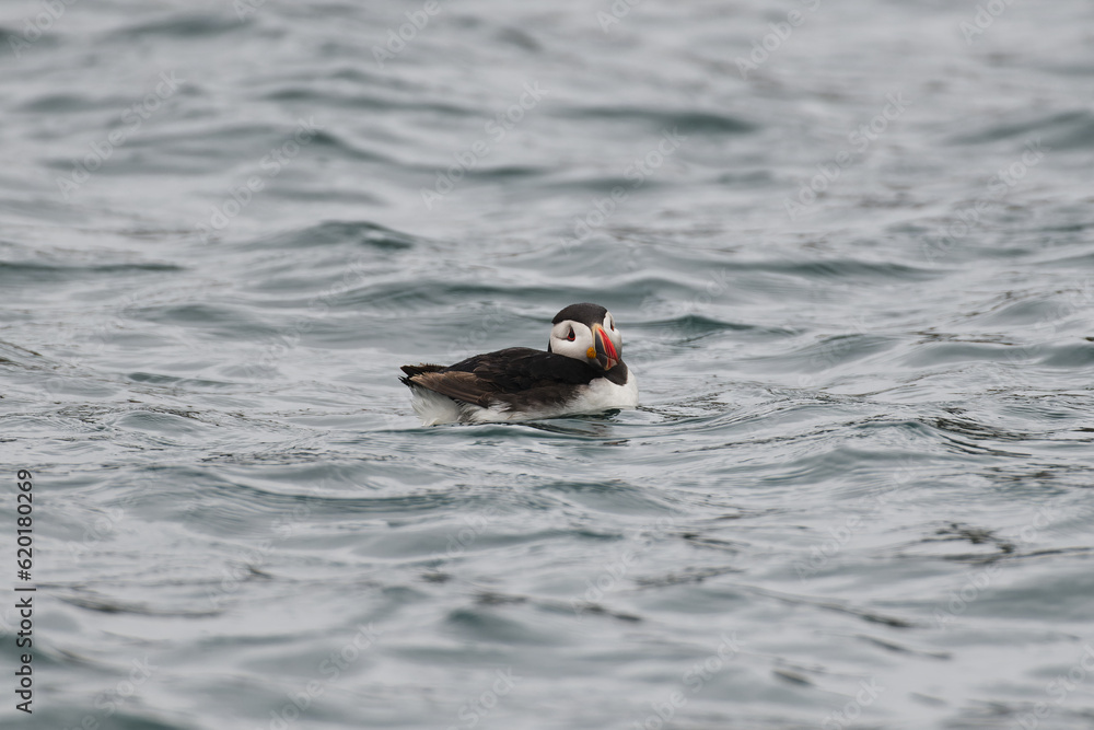 Puffin Water