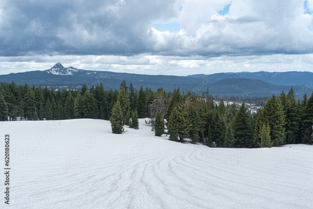 Tracks of melting snow leading into a forest of pine trees with mountains in the backdrop.