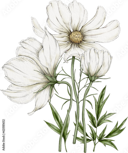 bouquet of cosmos flowers