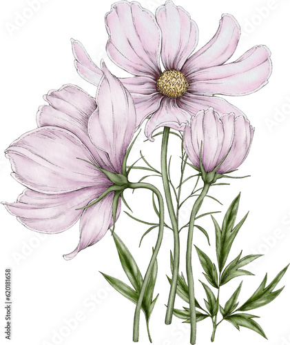 bouquet of cosmos flowers