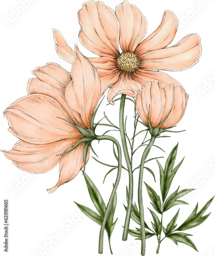 bouquet of cosmos flowers