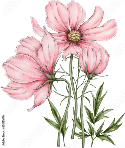 bouquet of cosmos flowers