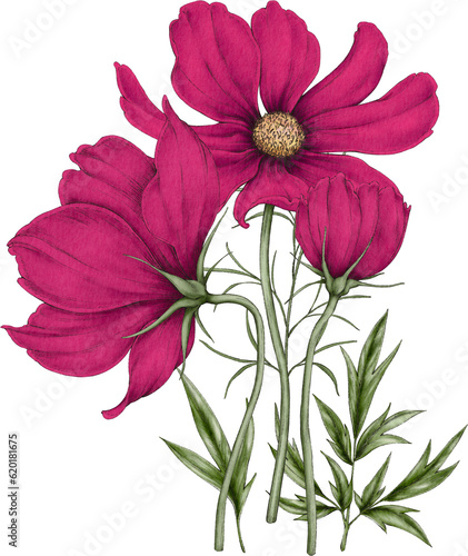 bouquet of cosmos flowers
