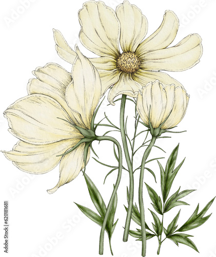 bouquet of cosmos flowers