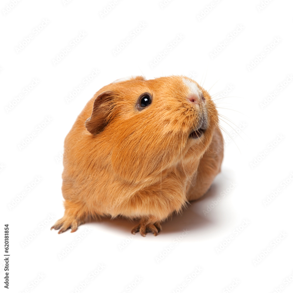 Single cute guinea Pig isolated isolated on white background close up Single cute guinea Pig isolated isolated on white background close up