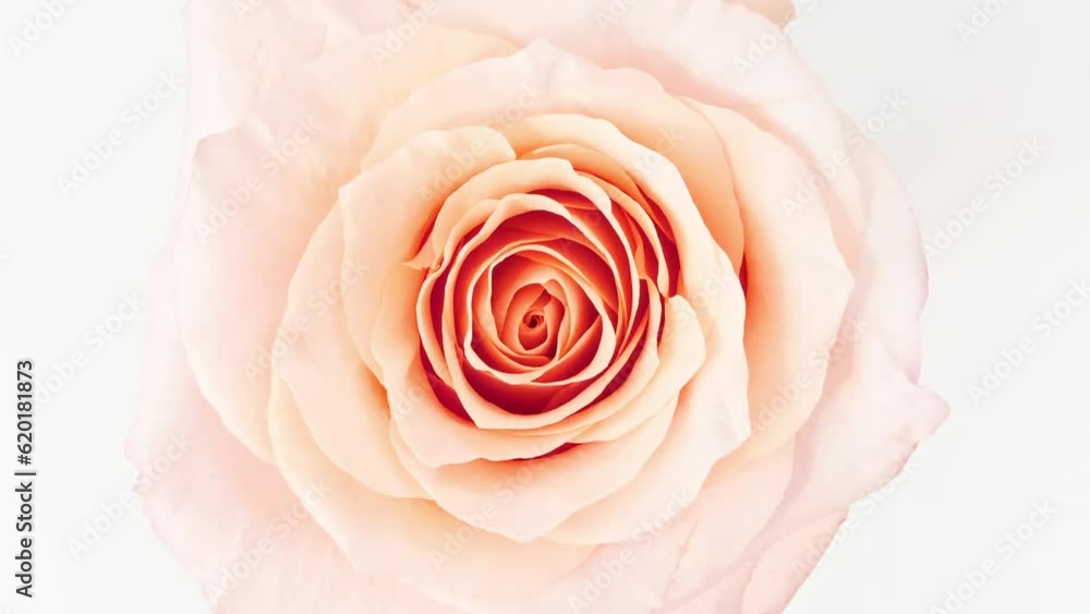 Mixed group Collage, Changing Frames of Beautiful Rose rotating on White Background. Montage of Multiple Videos. Wedding backdrop, Valentine's Day concept. Holiday, love. Bud closeup. Macro. 4k Mixed group Collage, Changing Frames of Beautiful Rose rotating on White Background. Montage of Multiple Videos. Wedding backdrop, Valentine's Day concept. Holiday, love. Bud closeup. Macro. 4k